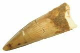 Juvenile Fossil Spinosaurus Tooth - Real Dinosaur Tooth #296848-1